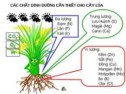 Các chất dinh dưỡng cần cho cây lúa_1629094250.jpg